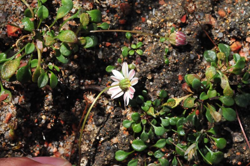 Bellium bellidioides / Pratolina spatolata